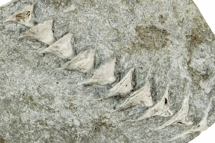 Archimedes Screw Bryozoan Fossil - Illinois #240555